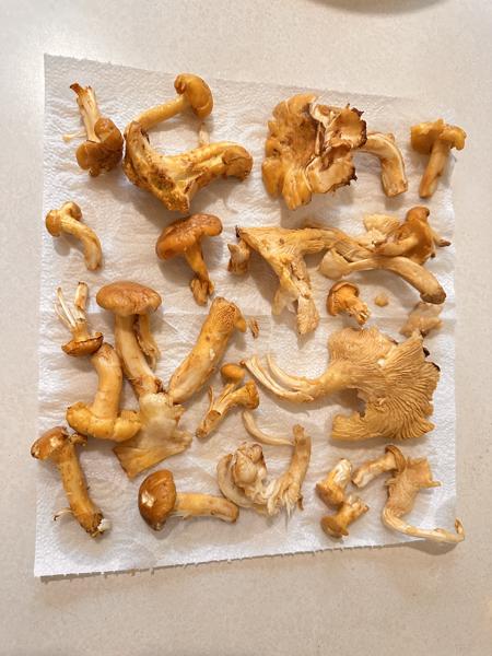 <b>2025-10-31</b><br>Mushroom