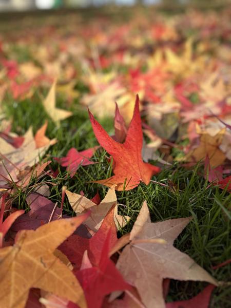 2025-11-1 /n Autumn time