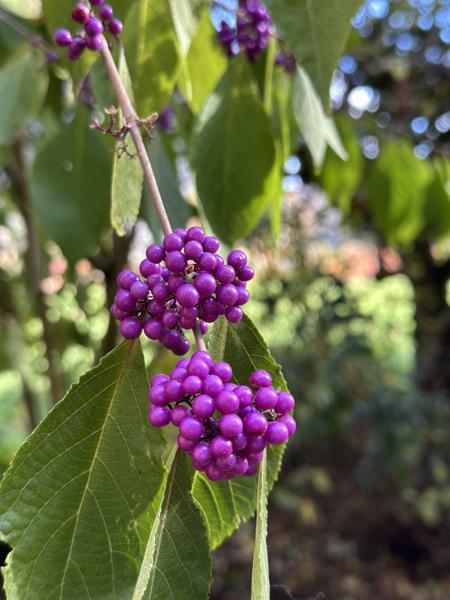 <b>2025-11-02</b><br>Plant